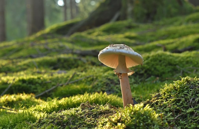 Truffle Mushroom